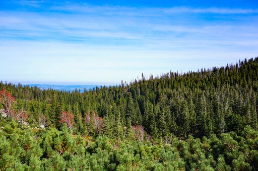 A beautiful view of the trees on the hills captured in the magnificent Karkonosze mountains, Poland