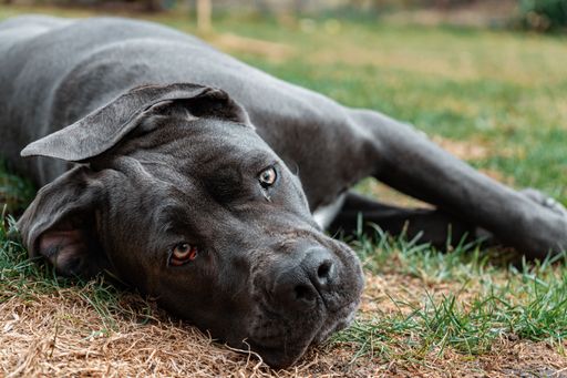A closeup shot of a cute black dog lyig on the grass