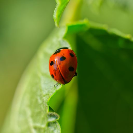 A selective focus shot of a ladybug on a leaf