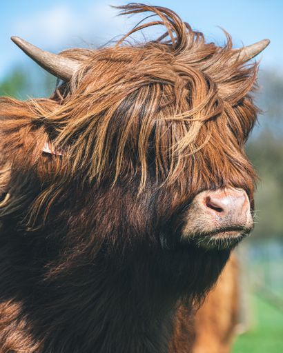 A vertical shot of a Scottish Highland cow in a green field