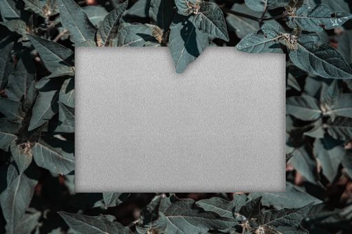 A blank space for text on a gray surface surrounded by  greenery