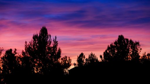 A silhouette of trees against the vibrant sunset sky over Irvine, California, USA