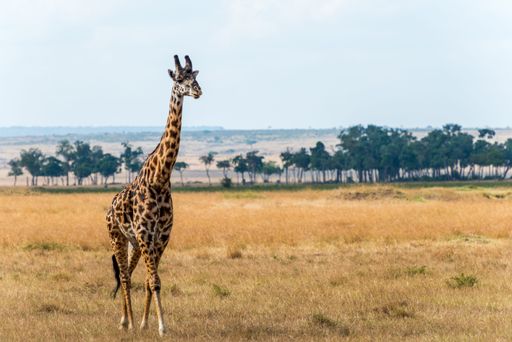 A lonely giraffe in Maasai Mara National Reserve, Kenya