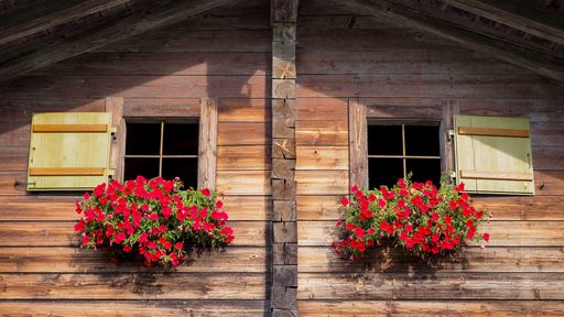 Two bunches of red flowers growing in front of the windows of the wooden house