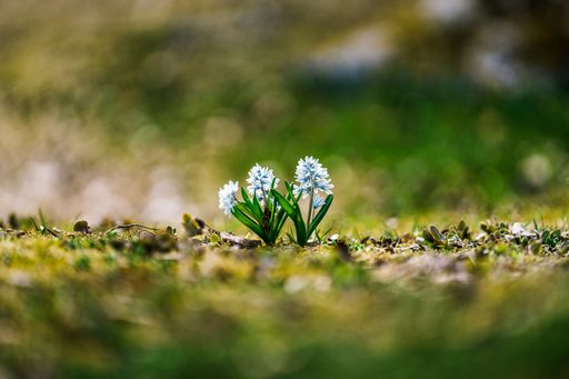 Set of natural flowers in the middle of the frame with beautiful bokeh