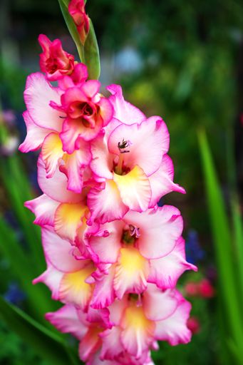 A selective focus shot of a brunch of white and yellow flowers with pink edges