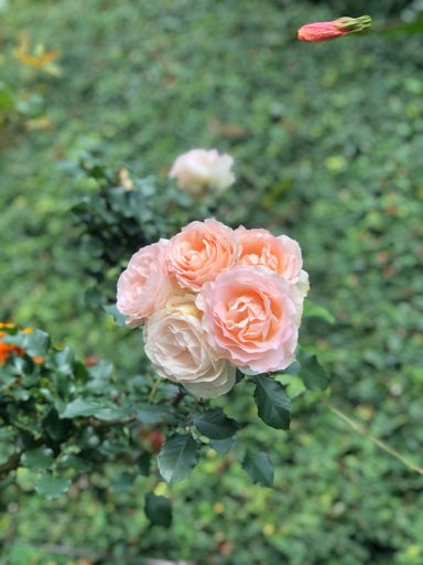 A vertical shot of a light pink rose blooming on a blurry green background