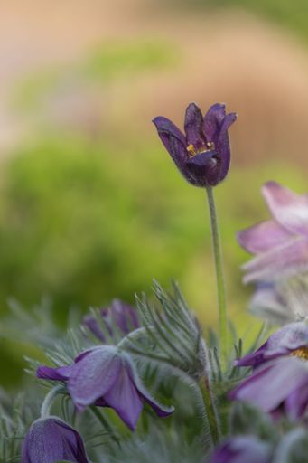 close-up of a dark purple pasqueflower blossom (pulsatilla vulgaris) with blurry foreground and background