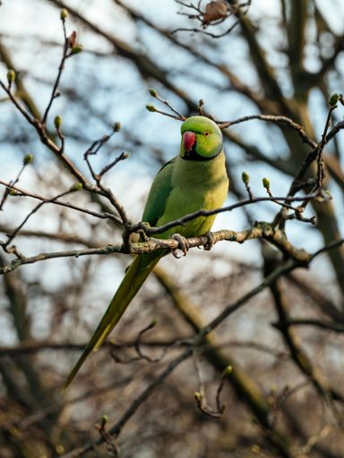 A beautiful portrait of an adult male green ring-neck parakeets on a branch of a tree in Spring in a park in central London, England, United Kingdom