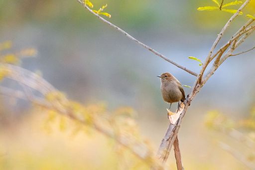 A closeup shot of Indian robin bird perching on tree branch isolated in blurred background