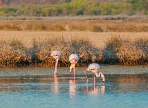 A beautiful view of Three pink flamingos searching for food in the water
