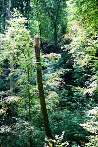 A beautiful view of trees in a forest on a sunny day