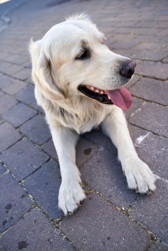 A Cute white golden retriever tongue out lying on the paving stones in the garden