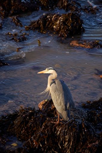 Grey heron (ardea cinerea) stands on seaweeds at low tide in harbour in Co. Wicklow, Ireland. The bird is warming in evening sunlight. Vertical shot.
