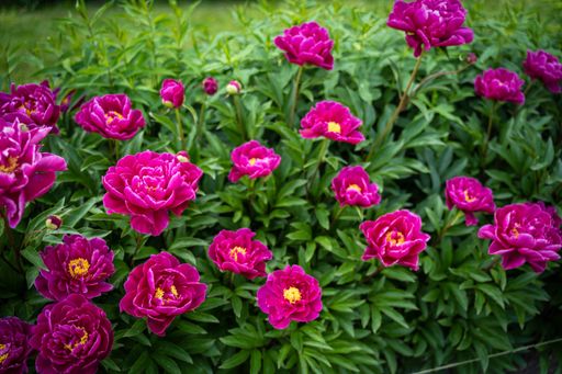 A closeup shot of common peony flowers growing in the garden
