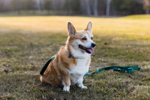 A closeup shot of a smiling Pembroke Welsh Corgi dog sitting on the grass in the park on a sunny day with blurred background