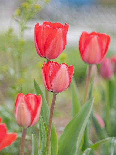 A vertical shot of beautiful red tulips blooming at a garden in spring