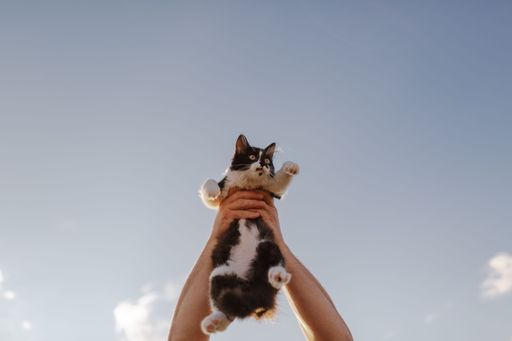 A low angle shot of adult hands holding up a 3 month old bi-color male kitten against a blue sky on a sunny day