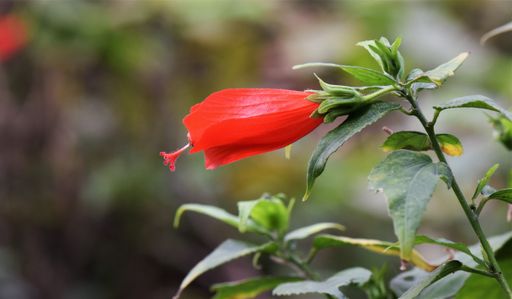 Red flower bud close up in Hong Kong forest