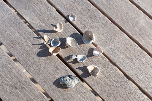 A high angle shot of small seashells on a wooden surface outdoors during daylight