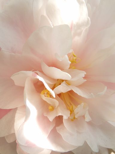 A closeup shot of a beautiful Camellia under the sunlight