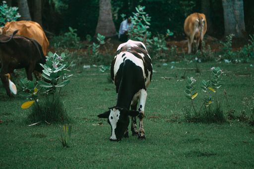 A closeup shot of a white and black cow surrounded by others on the green field