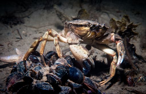 A closeup of beach crab with clams underwater in the Baltic sea, Germany