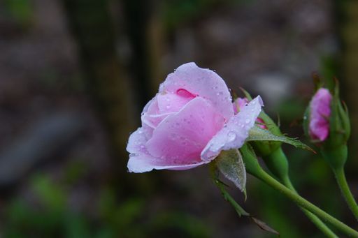 A closeup shot of a pink rose, with raindrops on delicate petals on blurred background