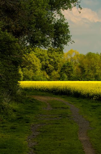 A field of yellow blooming canola and road in the countryside under a cloudy sky