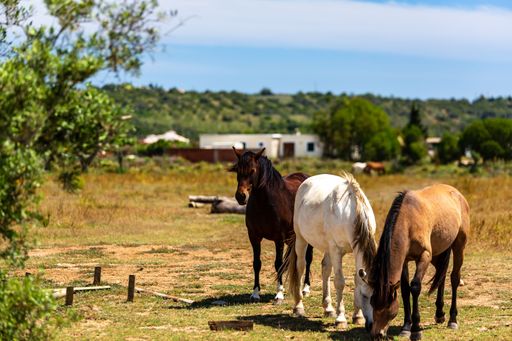 A scenic view of horses grazing in a pasture against a farm on a sunny day