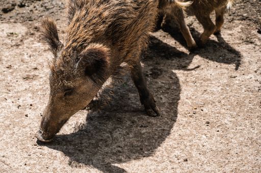 A closeup shot of wild boar feeding on the ground in a zoo on a sunny day