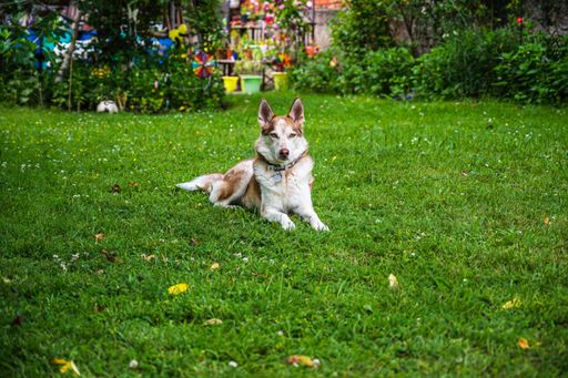 A Husky is lying in a meadow in a back yard on a sunny summer day