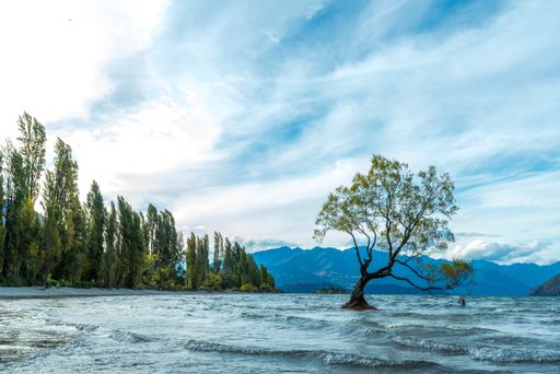 A scenic shot of the Wanaka Willow tree at the end of the lake in Otago, South Island, New Zealand