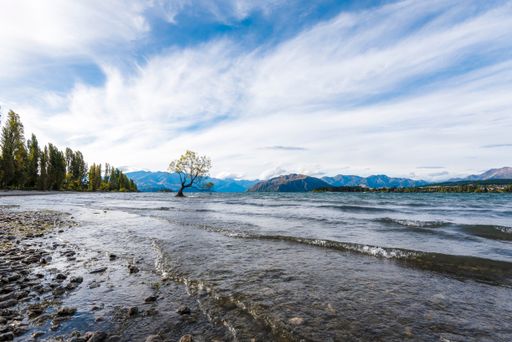 A scenic shot of the Wanaka Willow tree at the end of the lake in Otago, South Island, New Zealand