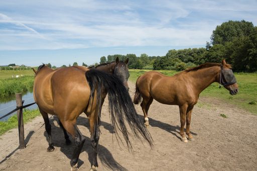 Three beautiful brown horses near the river