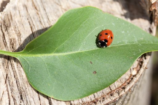 A closeup shot of a ladybug on a green leaf