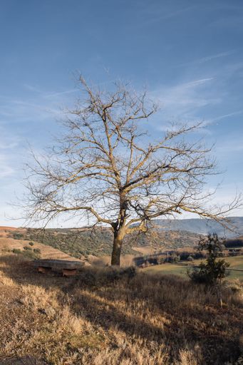 A vertical shot of a lonely tree in a rural area in cloudy sky background
