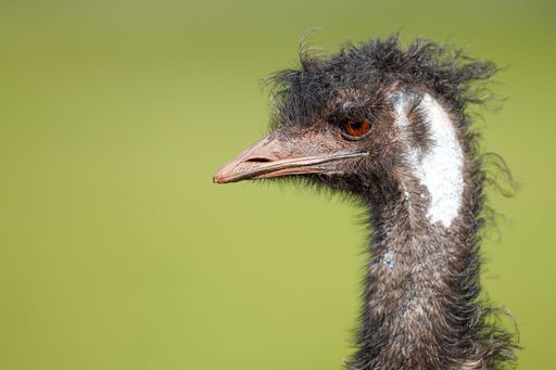 A closeup of an Emu bird