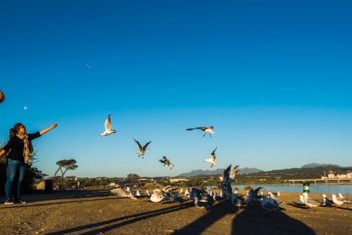 A beautiful shot of a woman feeding the birds by a river in Hokitika, South Island, New Zealand