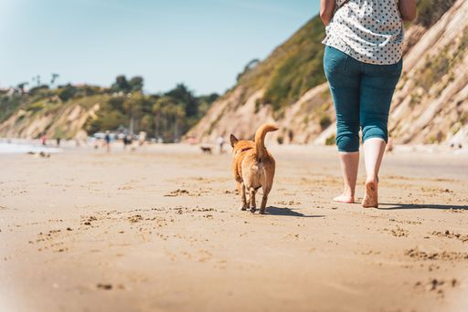 An adorable chihuahua playing with its female owner at a sand beach under the bright sunlight
