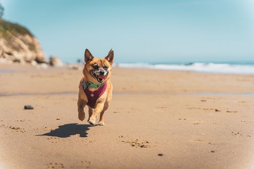 An adorable Chihuahua playing at a sand beach under the bright sunlight