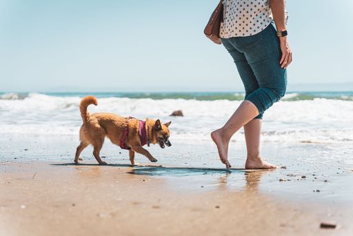 An adorable chihuahua playing with its female owner on the shore under the bright sunlight