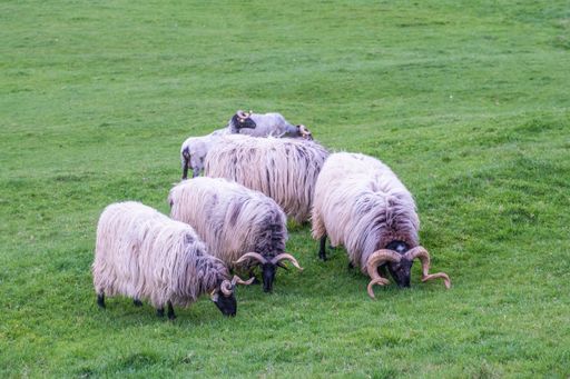 herd of sheep and rams grazing in a green pasture, sheep with white wool and black face, lacha or latxa breed, selective focus