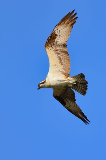 A scenic view of an Osprey soaring in the blue sky