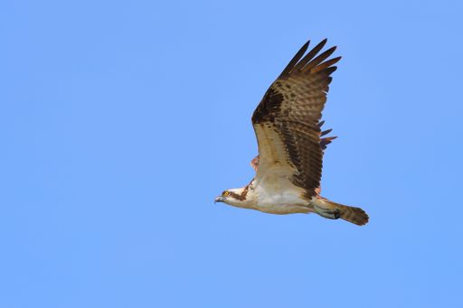 A scenic view of an Osprey soaring in the blue sky