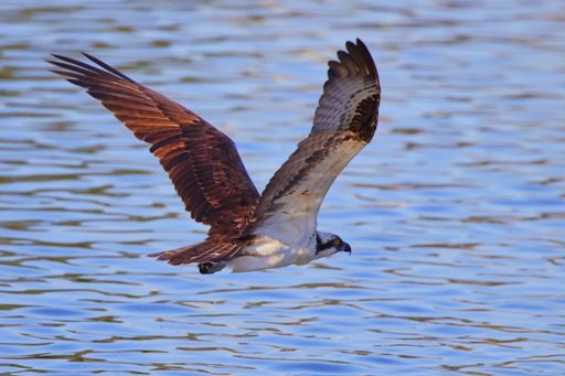 A selective focus shot of an osprey bird in flight over the sea