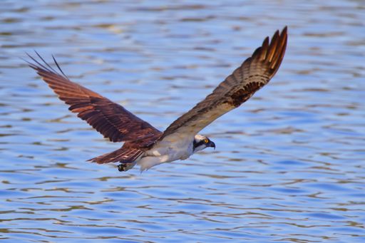 A selective focus shot of an osprey bird in flight over the sea