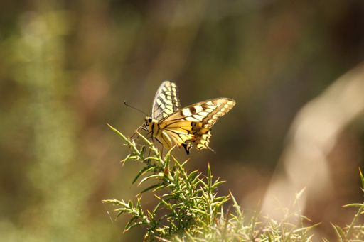 A selective focus shot of a yellow and black butterfly on thorny leaves