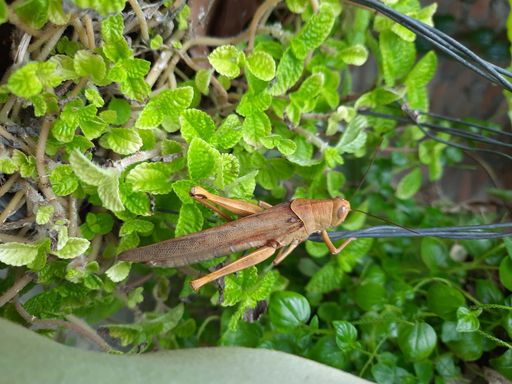 A closeup shot of a brown locust on a green plant
