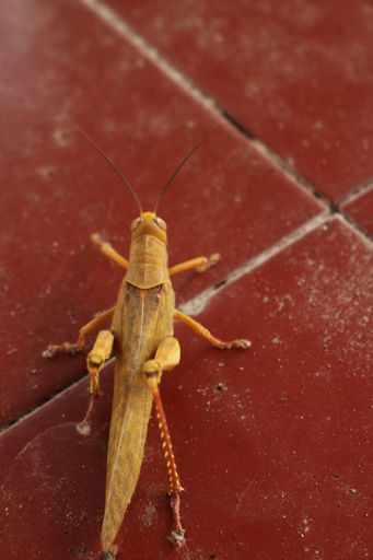 A vertical shot of a brown locust on a red floor